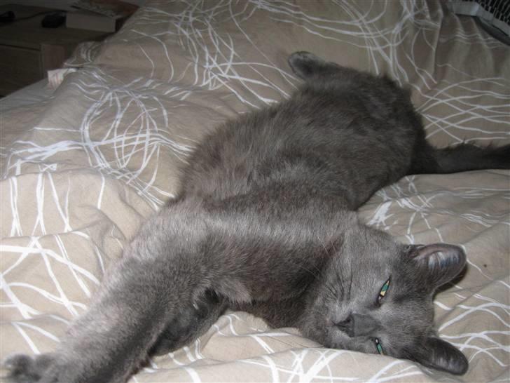 Huskat Grå Mis billede 3