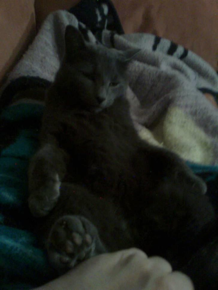 Huskat Grå Mis billede 4