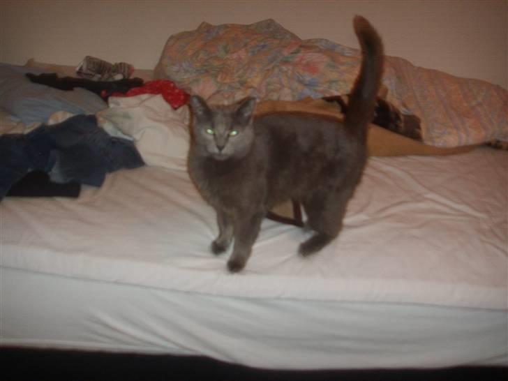 Huskat Grå Mis billede 5