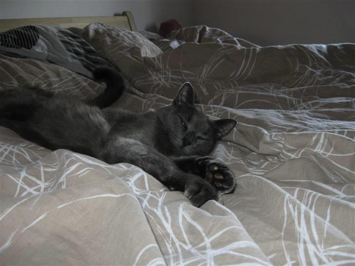 Huskat Grå Mis billede 6