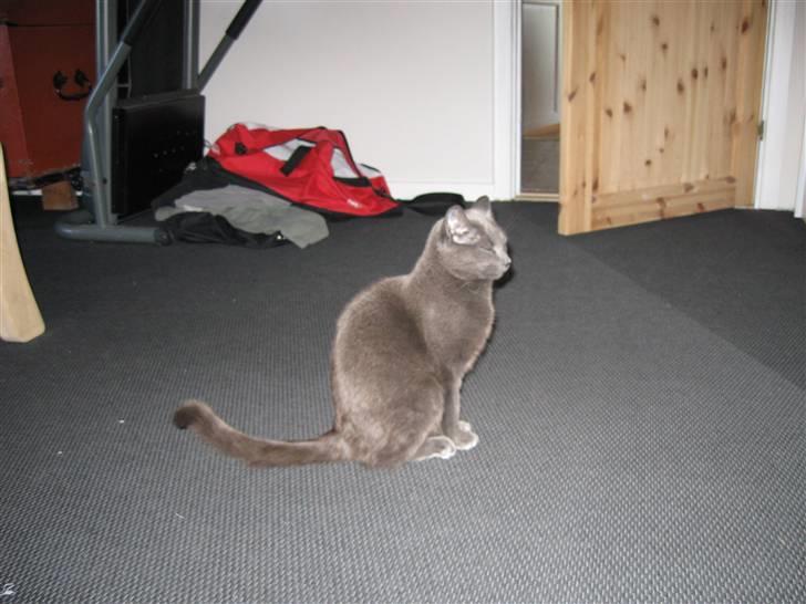 Huskat Grå Mis billede 7