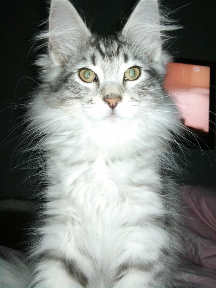 Norsk Skovkat Simon billede 4