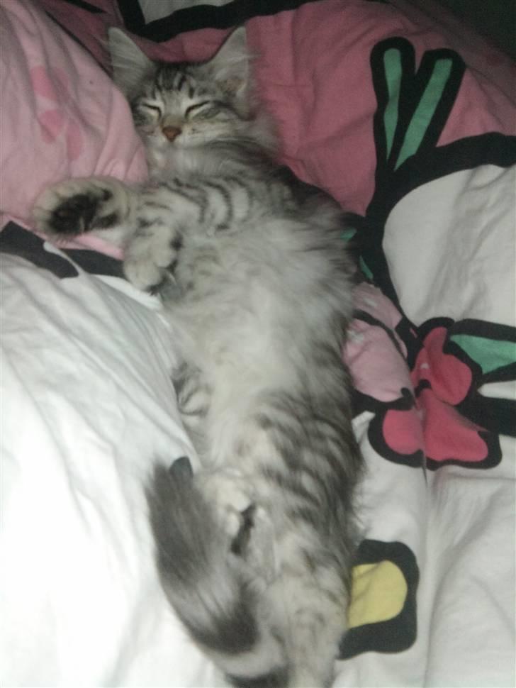 Norsk Skovkat Simon billede 5