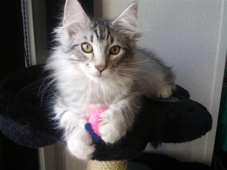 Norsk Skovkat Simon billede 6