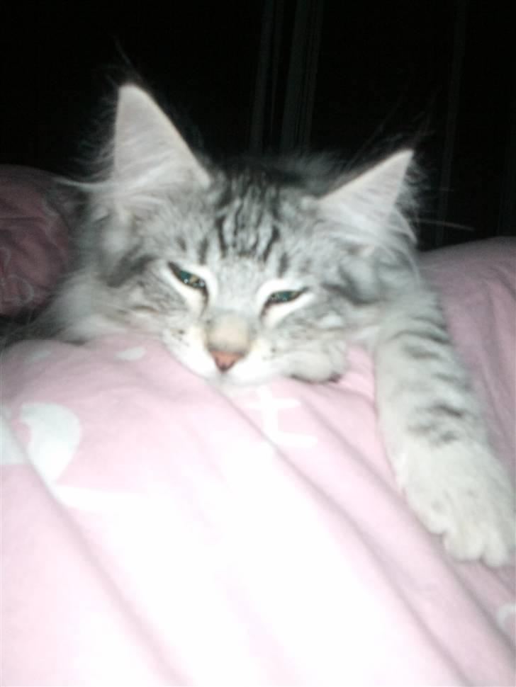 Norsk Skovkat Simon billede 7