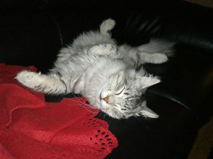 Norsk Skovkat Simon billede 8