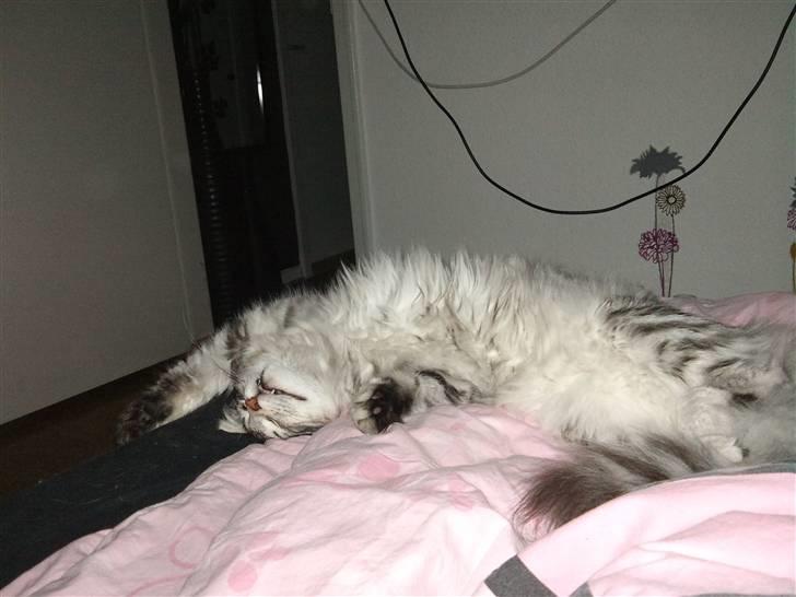 Norsk Skovkat Simon billede 9