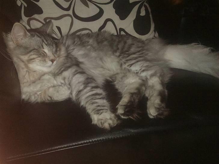 Norsk Skovkat Simon billede 10