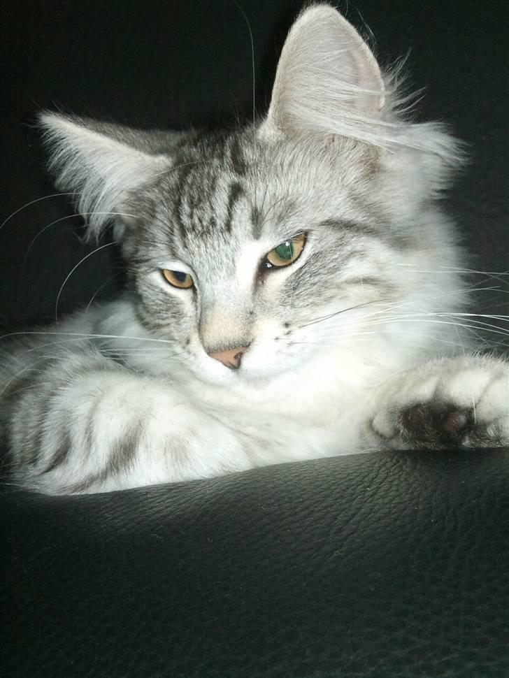 Norsk Skovkat Simon billede 11