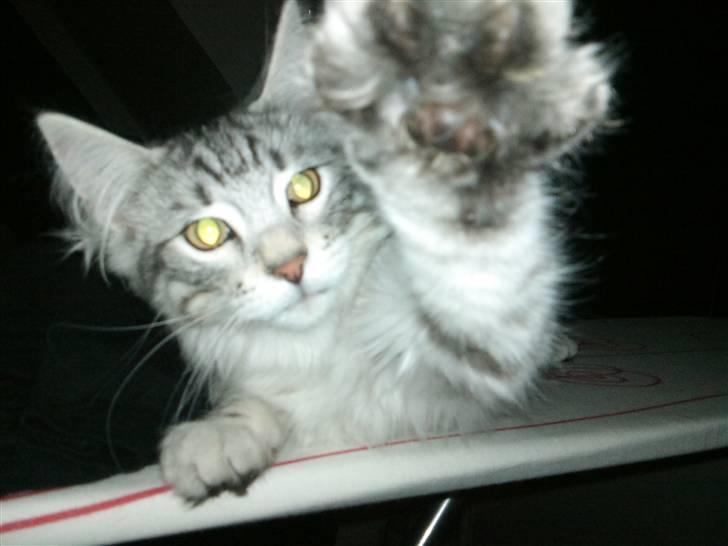 Norsk Skovkat Simon billede 12