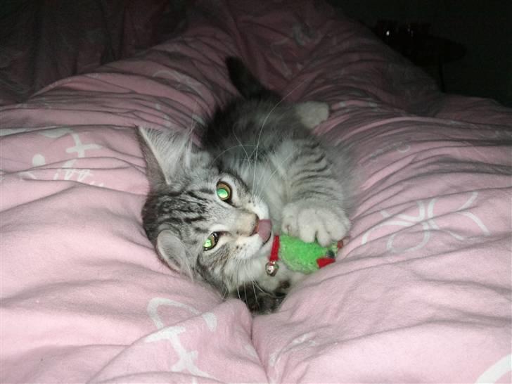 Norsk Skovkat Simon billede 13