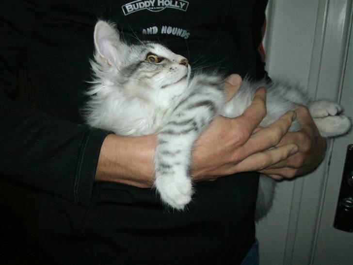 Norsk Skovkat Simon billede 14