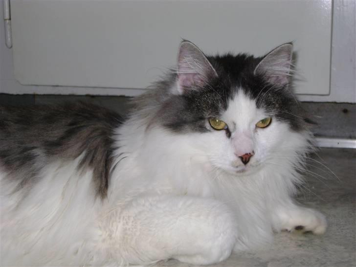 Blanding af racer Minimis ( <3  himmel kat)  billede 17