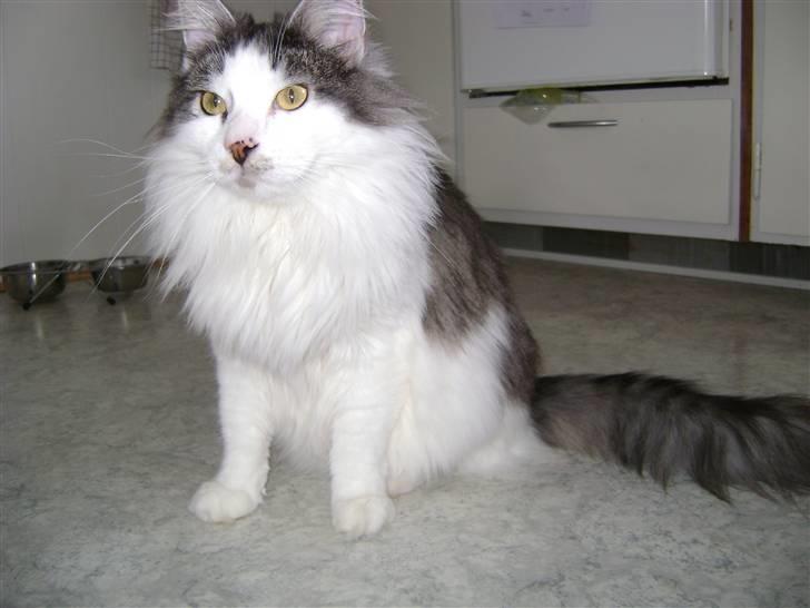 Blanding af racer Minimis ( <3  himmel kat)  billede 18