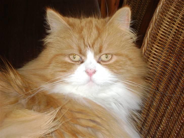 Blanding af racer Charlie billede 18