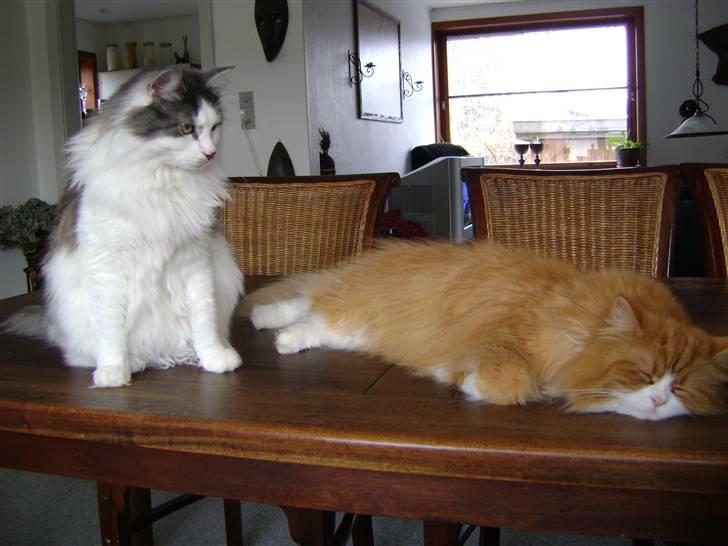 Blanding af racer Charlie billede 19