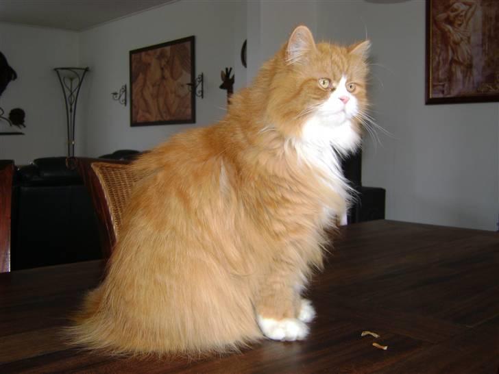 Blanding af racer Charlie billede 20