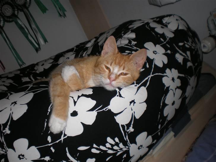 Huskat verdens bedste ryan (væk) billede 1