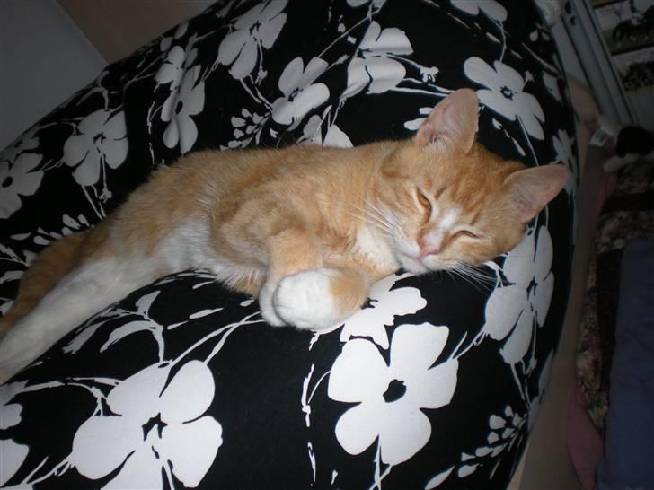 Huskat verdens bedste ryan (væk) billede 2