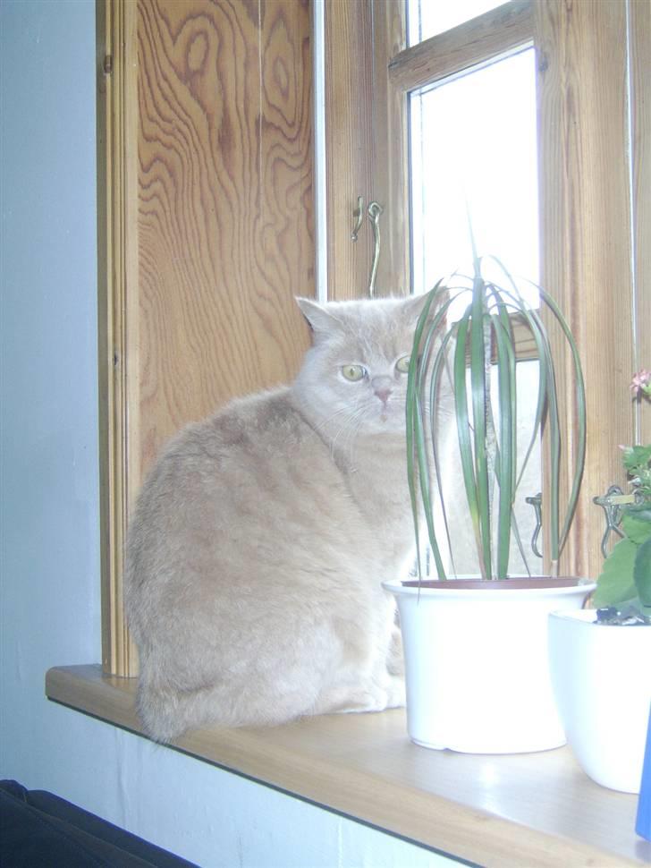 Blanding af racer Fifi billede 2