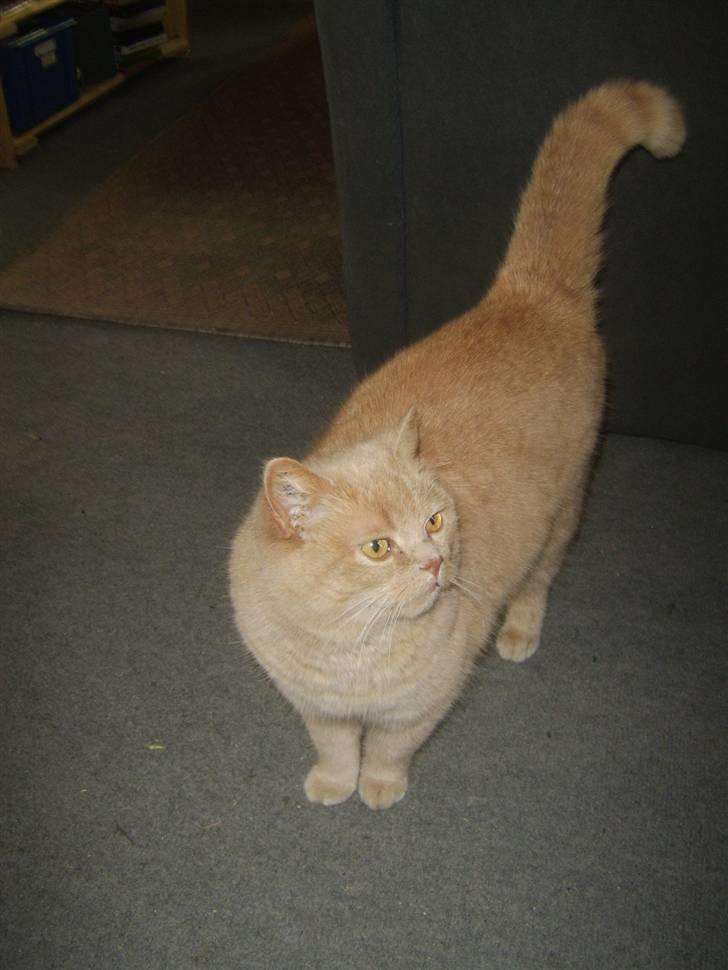 Blanding af racer Fifi billede 3