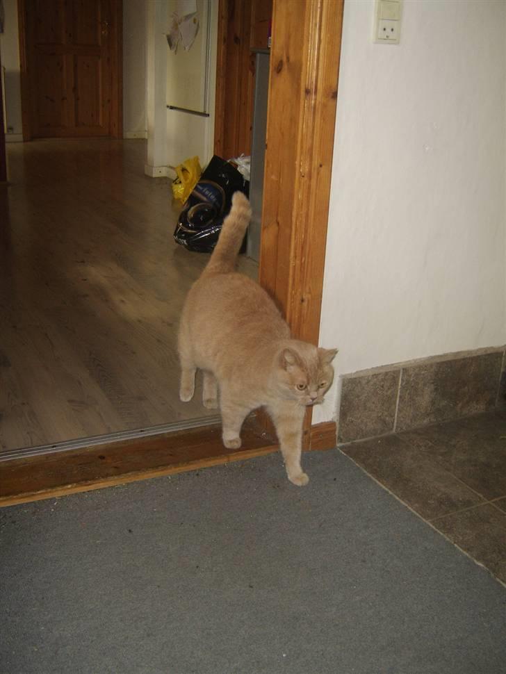 Blanding af racer Fifi billede 4