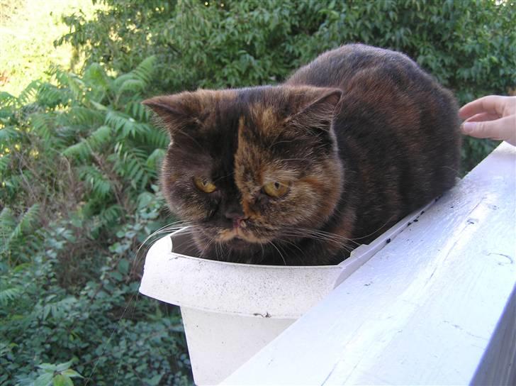 British Shorthair Aisha billede 3