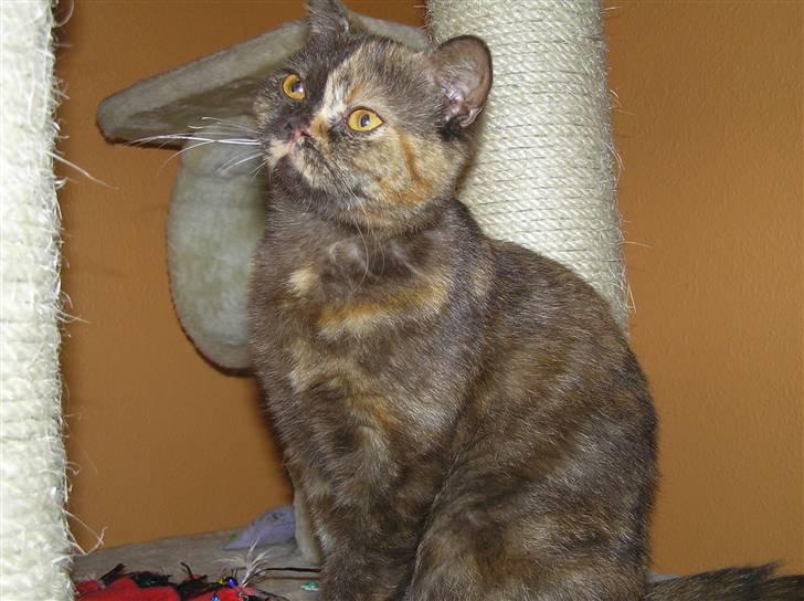 British Shorthair Aisha billede 4