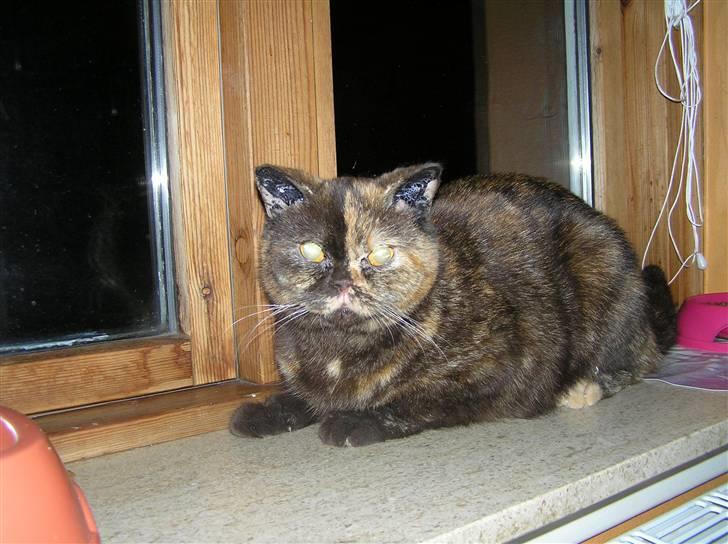 British Shorthair Aisha billede 5