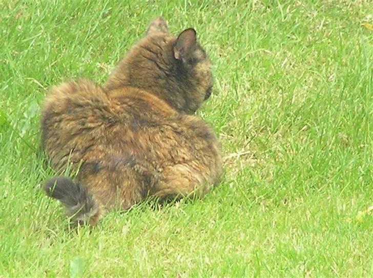 Blanding af racer Mille billede 2