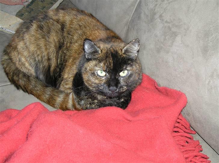 Blanding af racer Mille billede 3