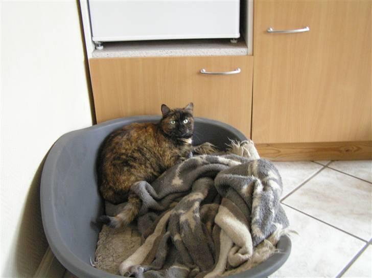 Blanding af racer Mille billede 4