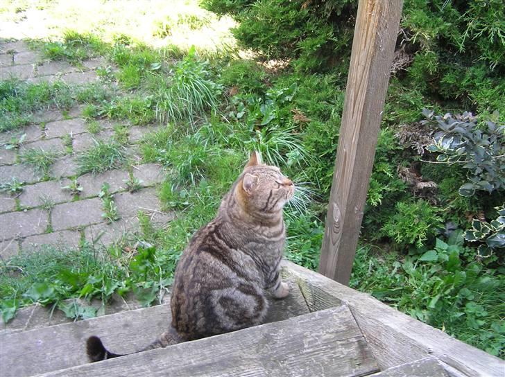 British Shorthair Sölvi billede 2