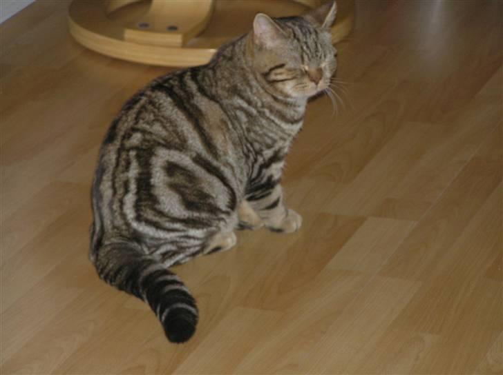 British Shorthair Sölvi billede 3