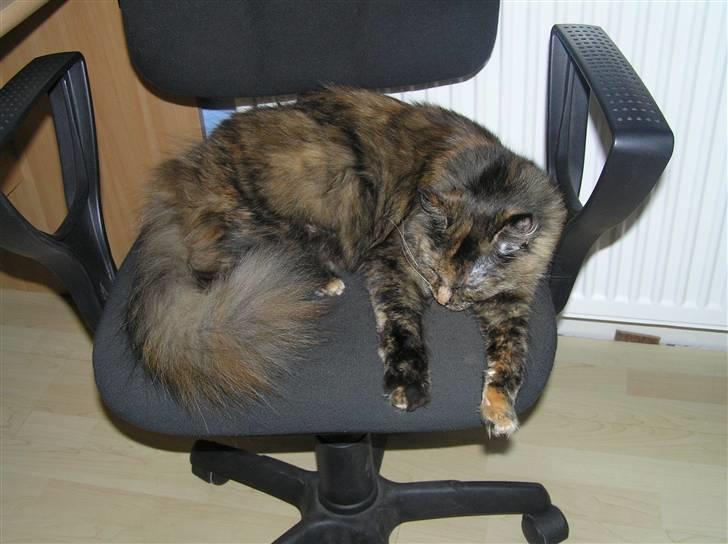 Norsk Skovkat Coco billede 2