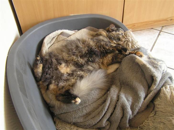 Norsk Skovkat Coco billede 3