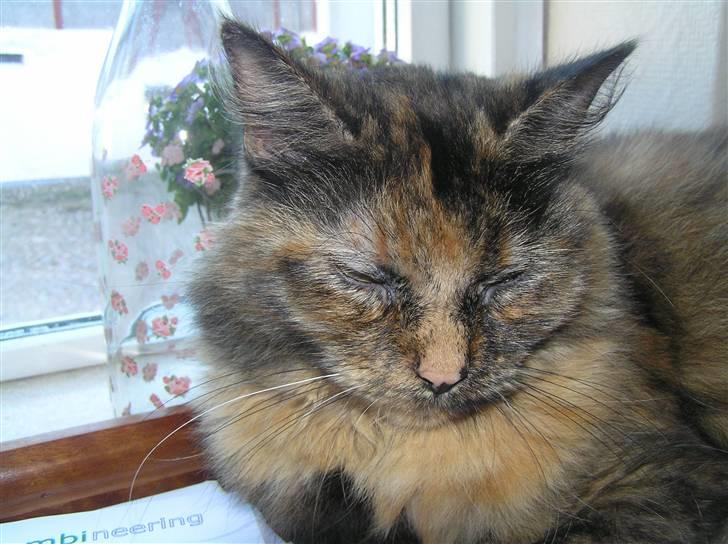 Norsk Skovkat Coco billede 4