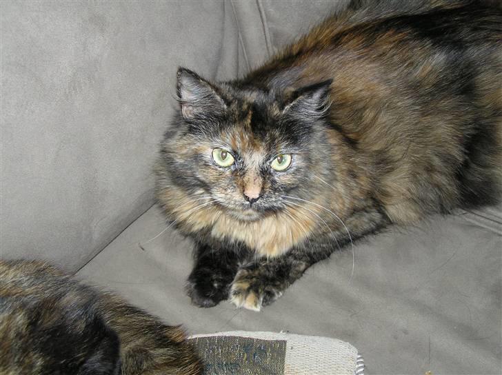 Norsk Skovkat Coco billede 5