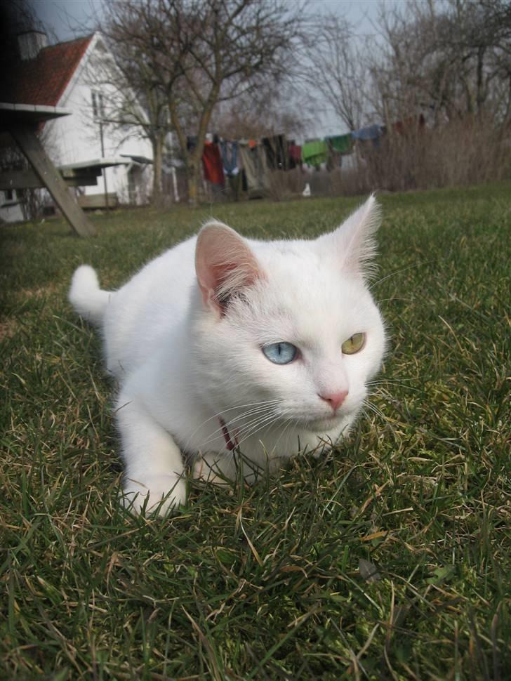 Blanding af racer Charmetrolden Bamse billede 18