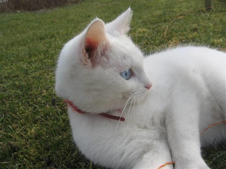 Blanding af racer Charmetrolden Bamse billede 19