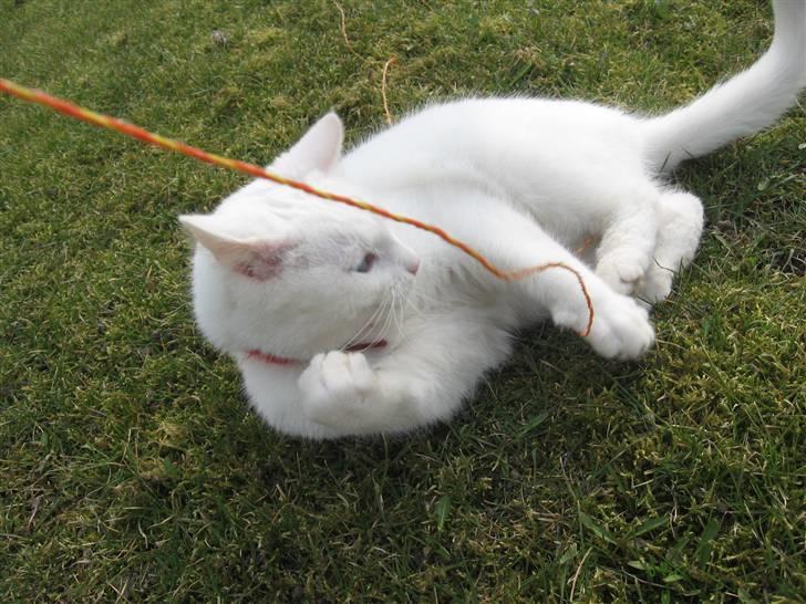 Blanding af racer Charmetrolden Bamse billede 20