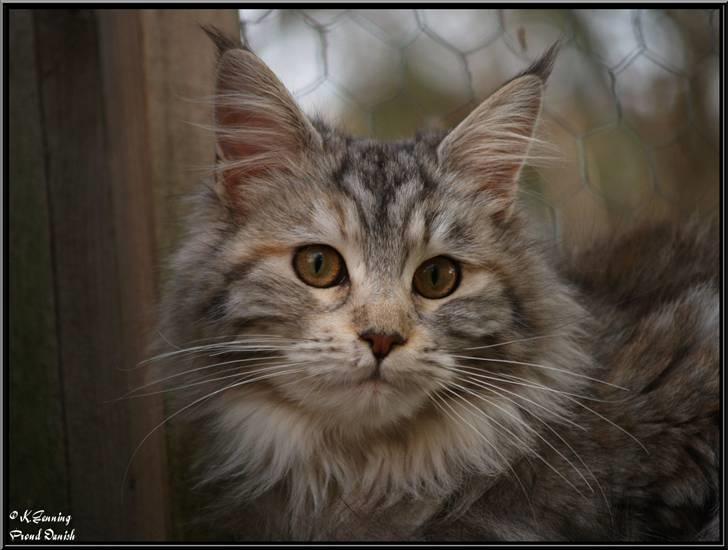 Maine Coon DK Proud Danish Jade billede 20