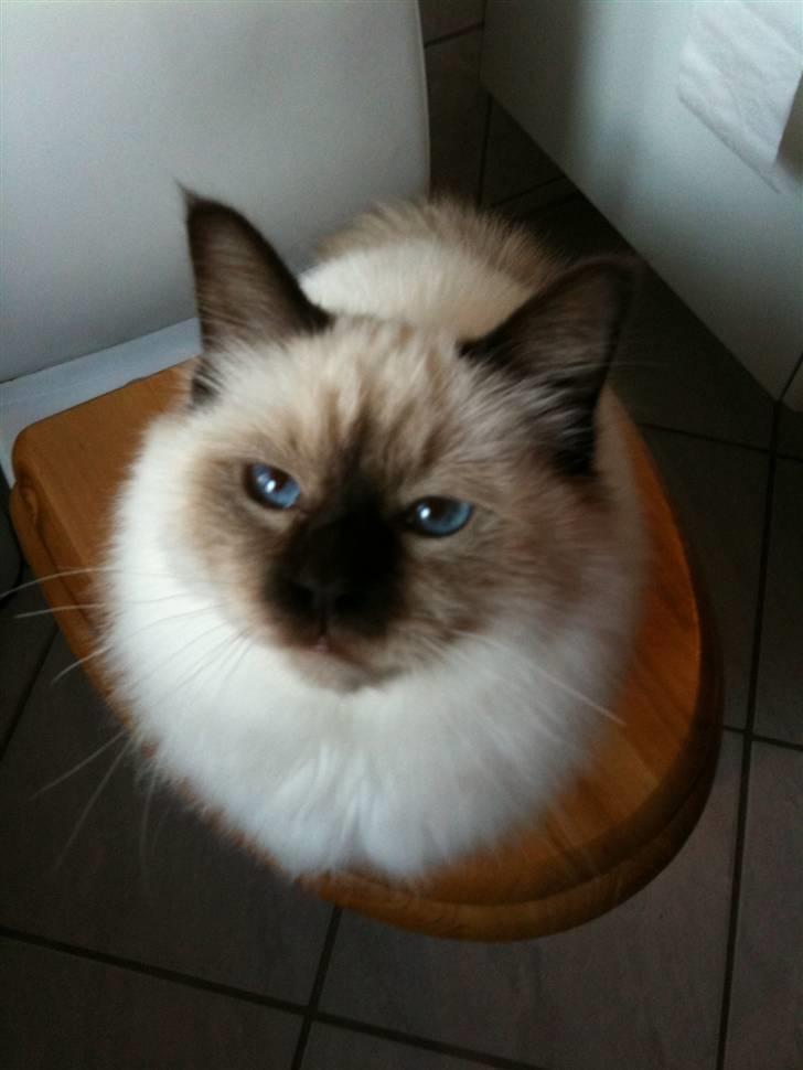 Hellig Birma Balou billede 10