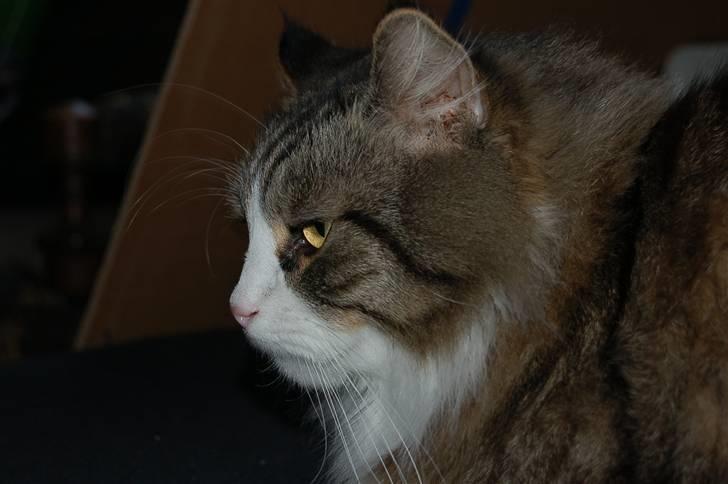 Blanding af racer Tay Son - Tay Son 3,5 år ca billede 2