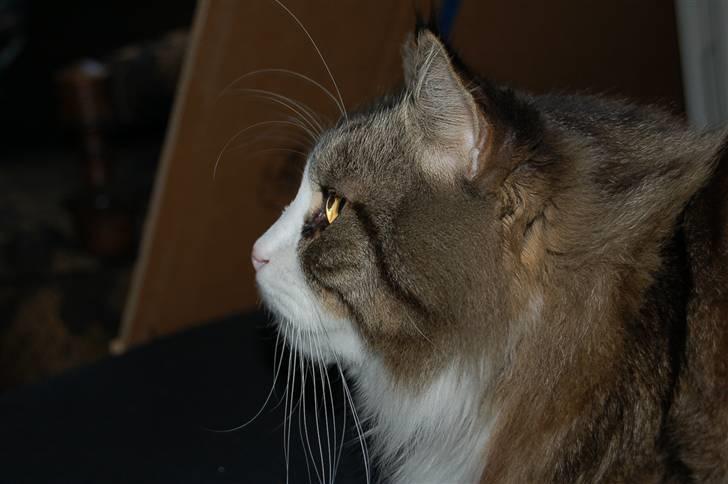 Blanding af racer Tay Son billede 3