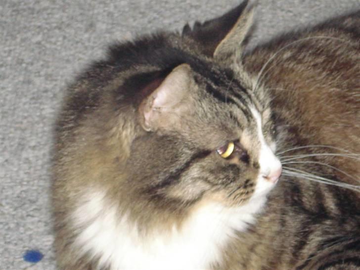 Blanding af racer Tay Son - Her slapper han af ca 2.5 år gammel ;) billede 4