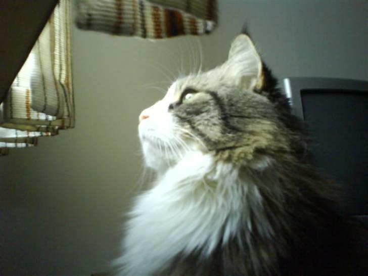 Blanding af racer Tay Son - Her sidder han og nyder udsigten knap 4 år  billede 5