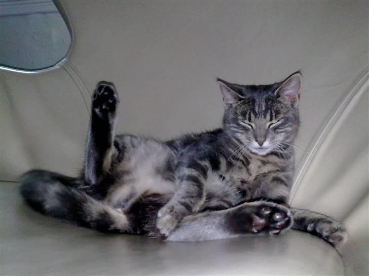 Huskat Marilyn - Som sagt hun er underlig <3 billede 9