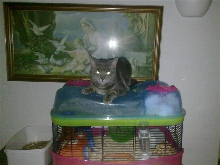 Huskat Marilyn - Hendes gode ven Freddy.. :D billede 10