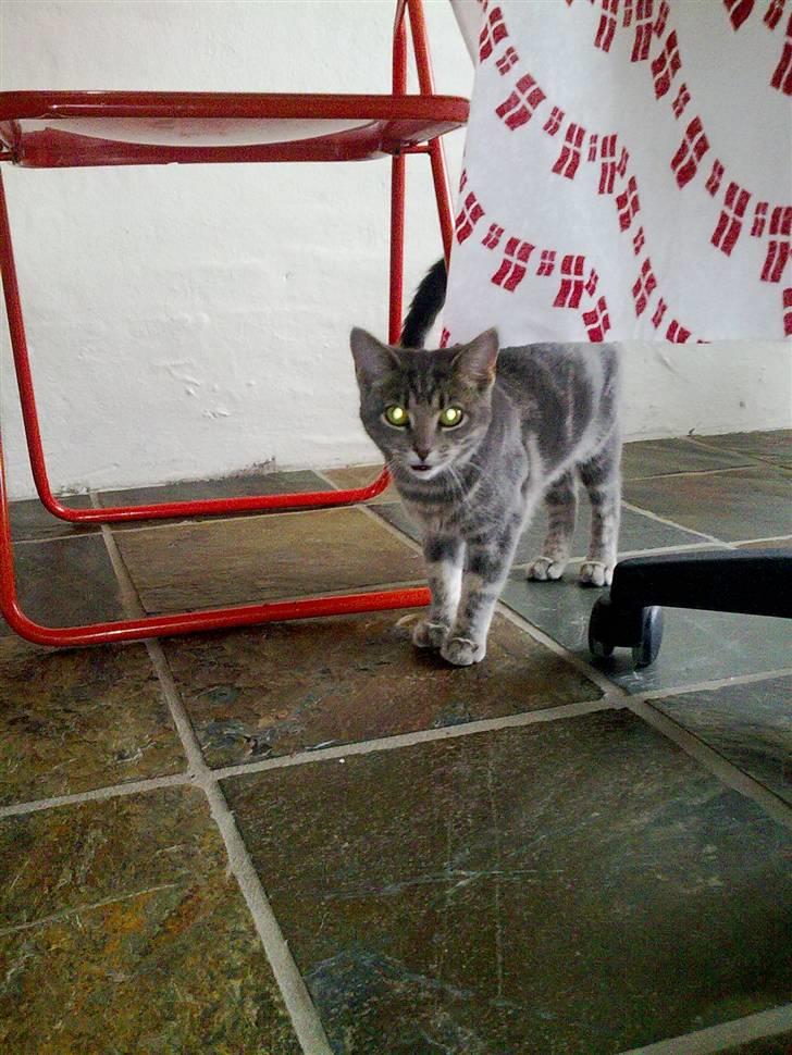 Huskat Marilyn - Første billede taget af marilyn fra søsters telefon <3 billede 11